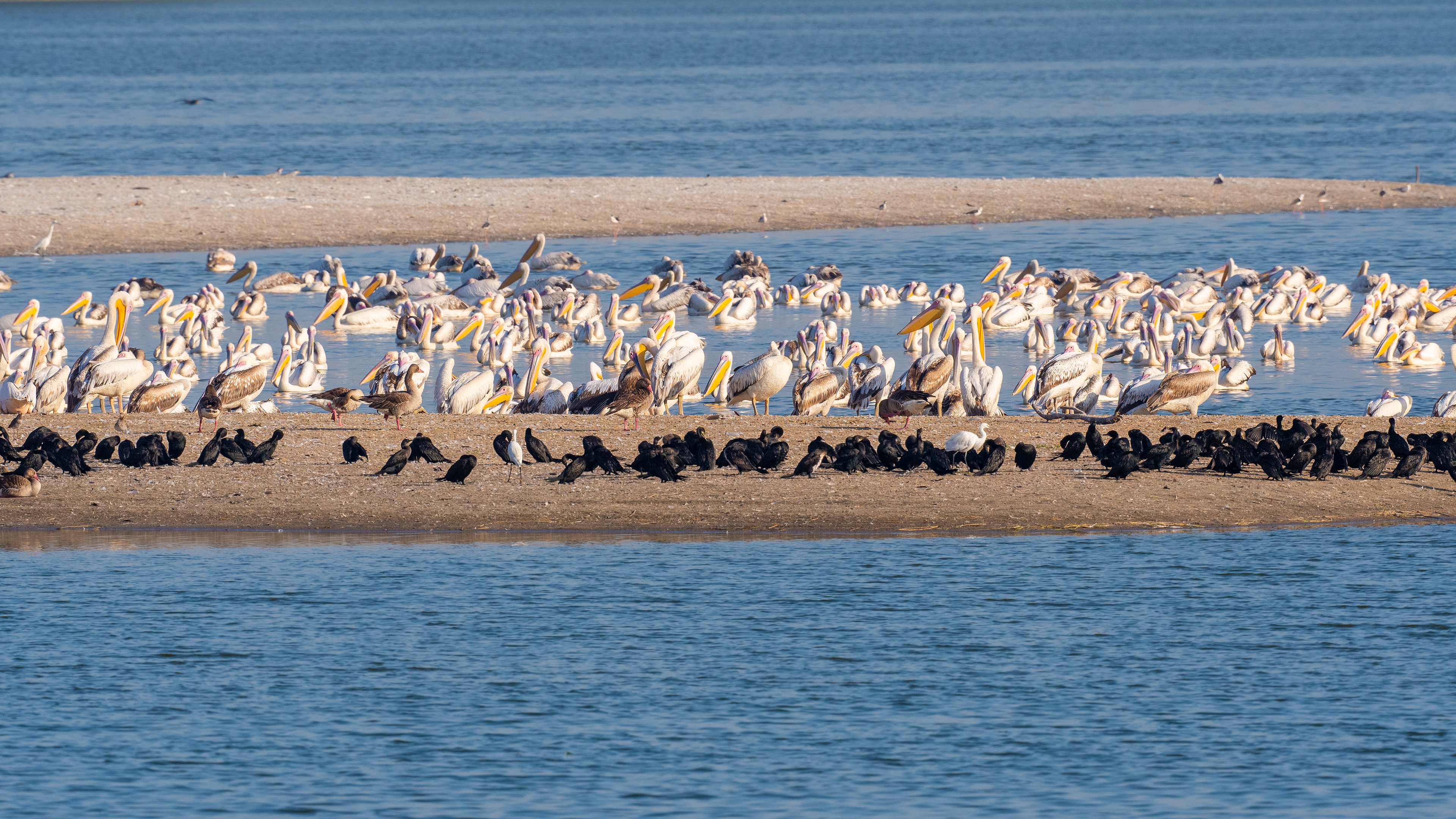 Great White Pelican